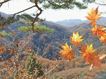 寧夏野豬捕捉獎勵政策背后的考量與生態(tài)平衡挑戰(zhàn)探究