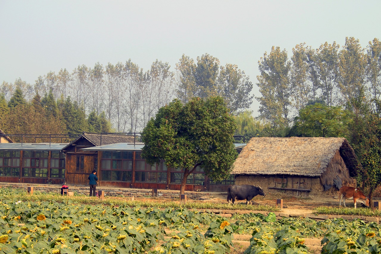 農(nóng)村宅基地自建房，打造理想居住空間探索