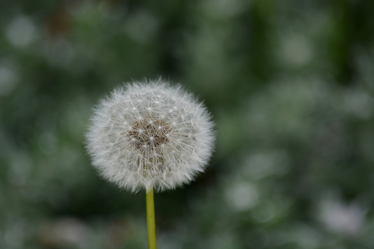 花生，神奇作物的潛力與價(jià)值探索——花生啟示錄