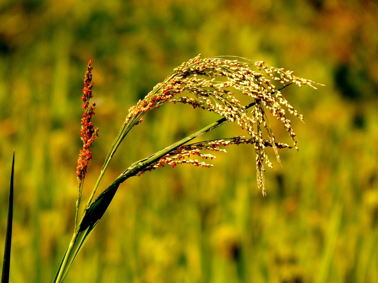 專業(yè)水稻與小麥種植技術(shù)，提升產(chǎn)量與品質(zhì)的關鍵策略指南