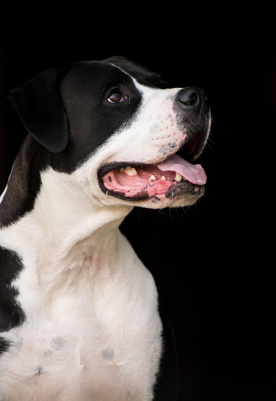 探尋犬界王者風(fēng)采，犬界最大氣的犬種展示