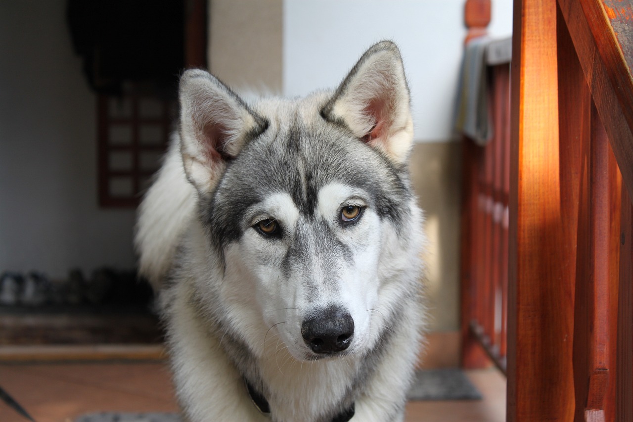 超越極限，一匹馬力達184的巨犬傳奇故事